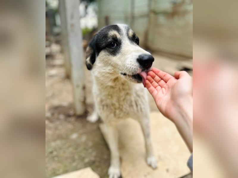 Jony Tierschutzhund sucht ein Zuhause
