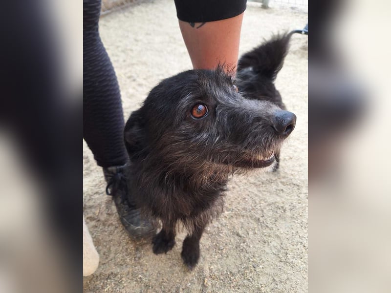 ⭐️BLACKY⭐️, Rüde, 1,5 Jahre, 30 cm, Mischling, Tierschutz