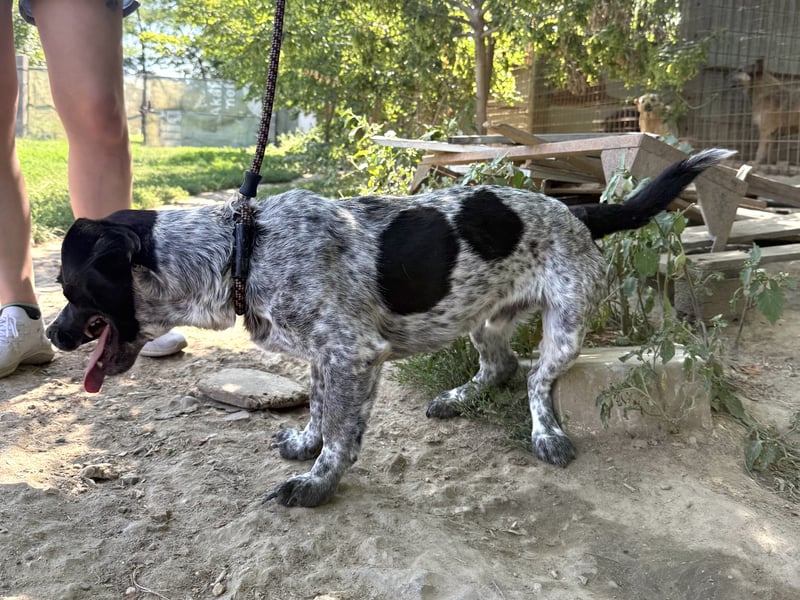 Rocky - sitzt verzweifelt im Tierheim