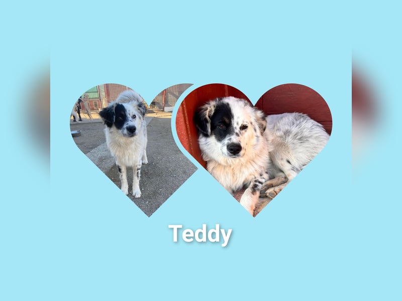 Junghund Teddy ist sooo ein lieber Kerl, er möchte Rumänien schnell verlassen