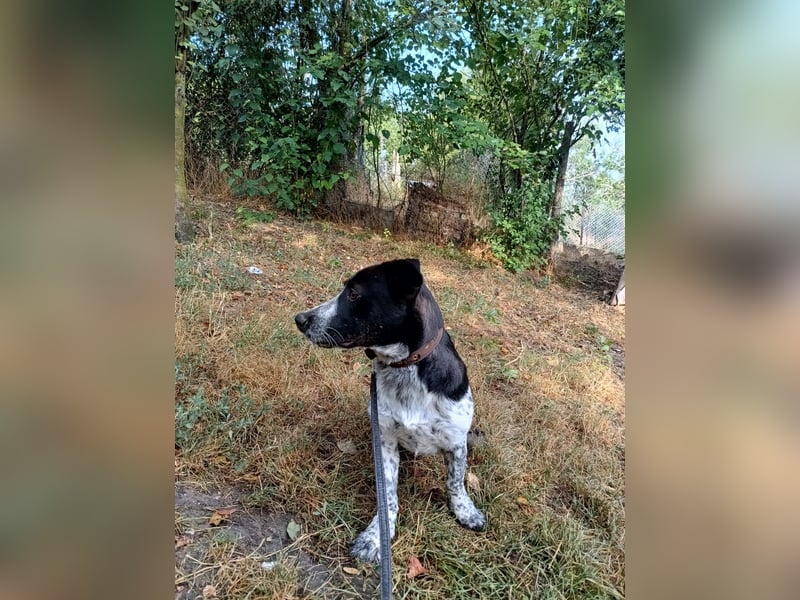 Cody Tierschutzhund sucht ein Zuhause