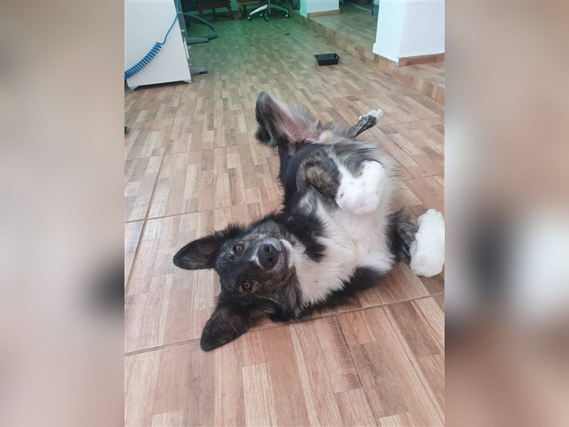 Rüde Crocky lebt in Rumänien auf einer Pflegestelle