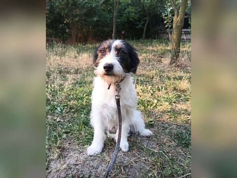 Elmo Tierschutzhund sucht ein Zuhause