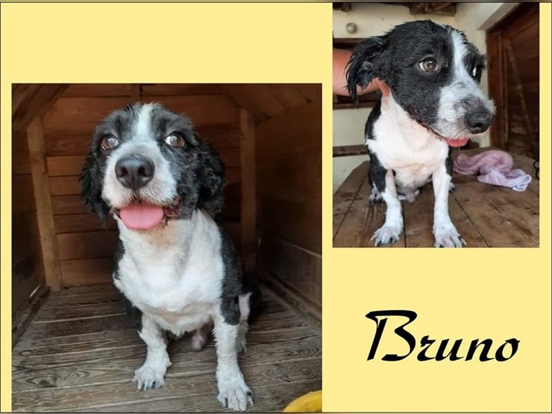 Hier kommt Bruno!