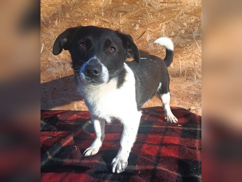 Micky Tierschutzhund sucht ein Zuhause