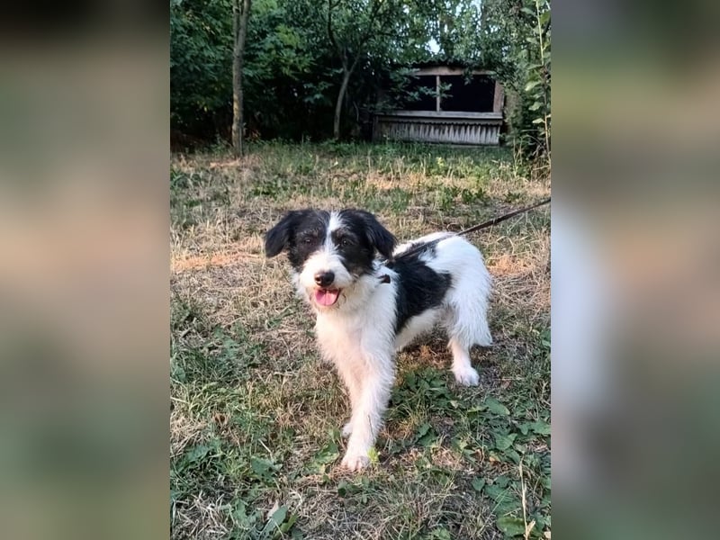 Elmo Tierschutzhund sucht ein Zuhause