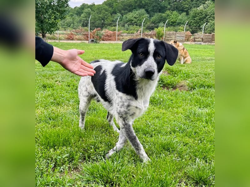 Pongo Tierschutzhund sucht ein Zuhause