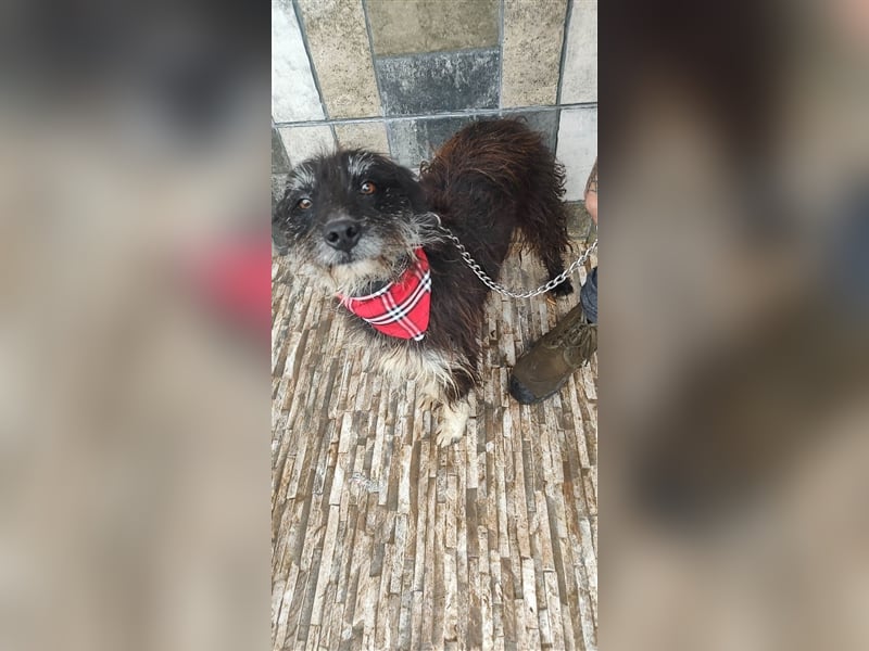 Bosco – was für ein toller Schatz, 5 Jahre alt