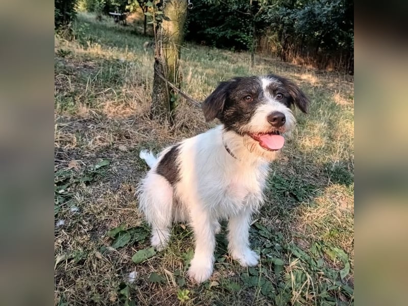 Elmo Tierschutzhund sucht ein Zuhause