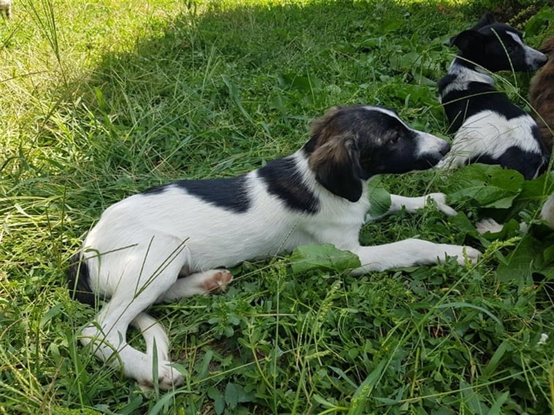 Enzo – 4 Monate alt, ein kleiner Prinz - entsorgt aber gerettet