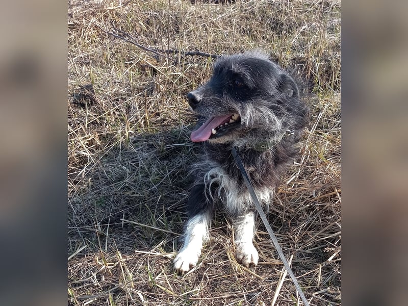 Bosco – was für ein toller Schatz, 5 Jahre alt