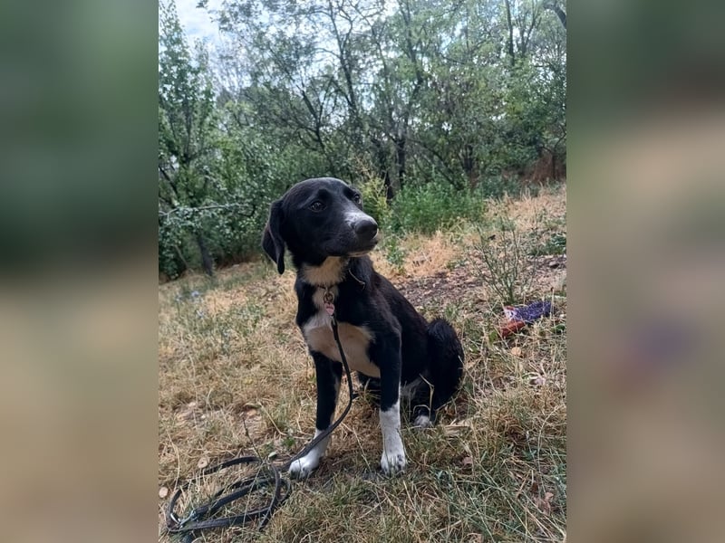 Collin Tierschutzhund sucht ein Zuhause
