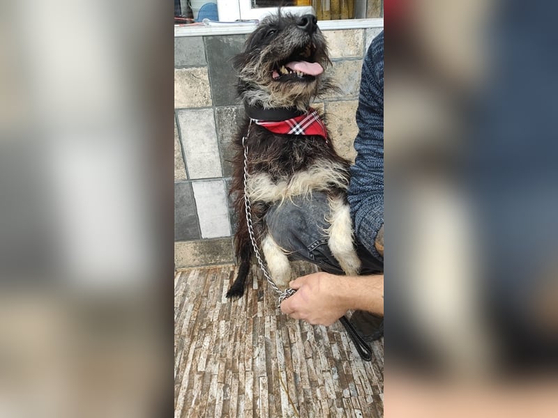 Bosco – was für ein toller Schatz, 5 Jahre alt
