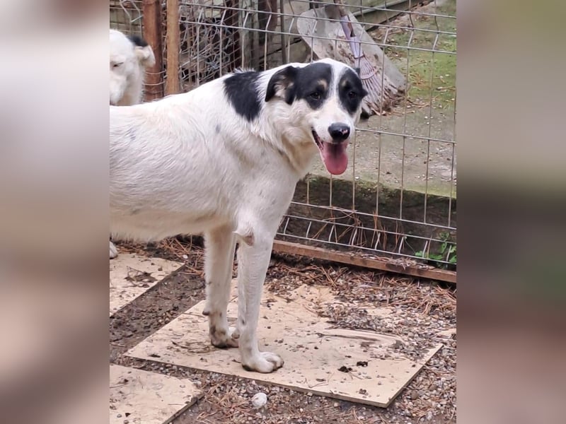 Jony Tierschutzhund sucht ein Zuhause