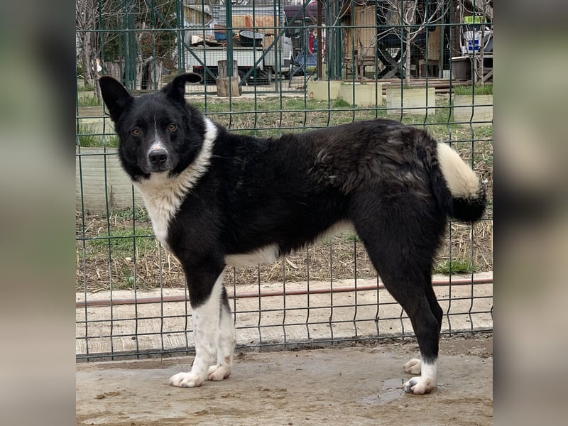 ⭐️COBI⭐️, Rüde mit Charme, 7 Jahre, 50 cm, Mischling, Tierschutz