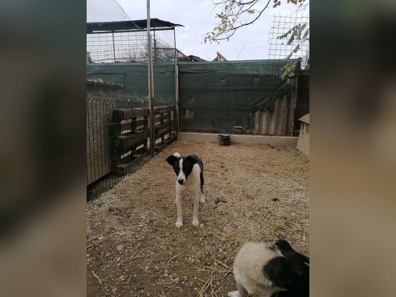 PANDA, Rüde, 3 Jahre, 45 cm, Mischling, Tierschutz