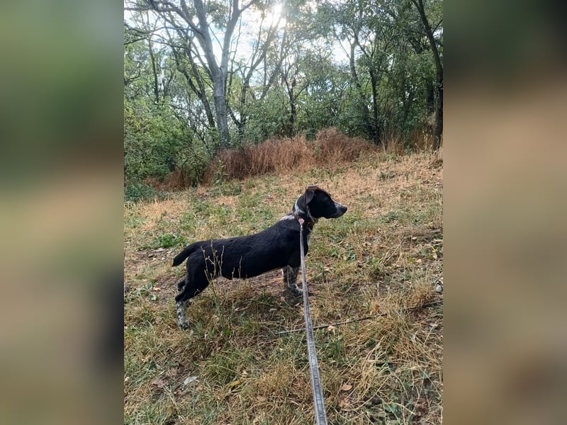 Cody Tierschutzhund sucht ein Zuhause