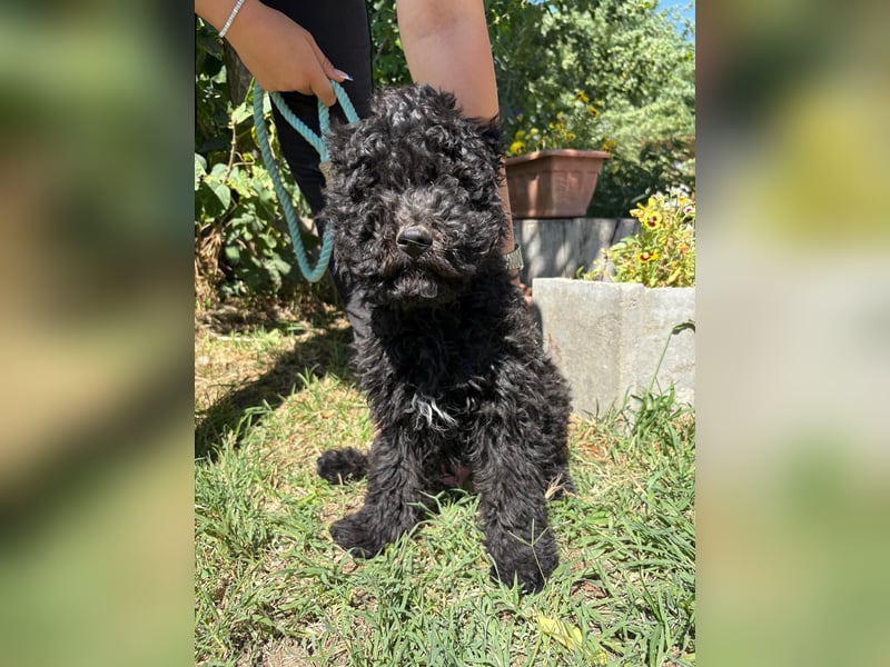 Der kleine Brando sucht ein Zuhause