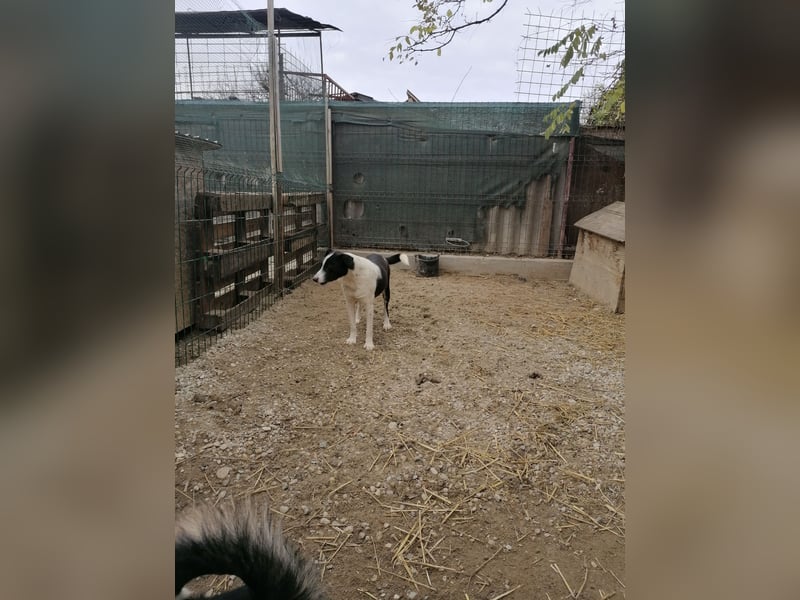 PANDA, Rüde, 3 Jahre, 45 cm, Mischling, Tierschutz