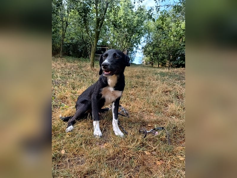 Collin Tierschutzhund sucht ein Zuhause