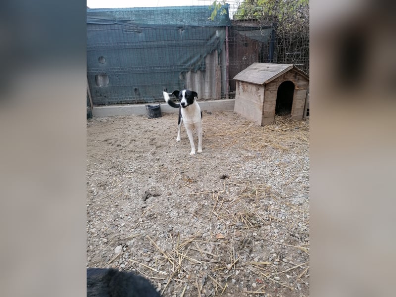 PANDA, Rüde, 3 Jahre, 45 cm, Mischling, Tierschutz