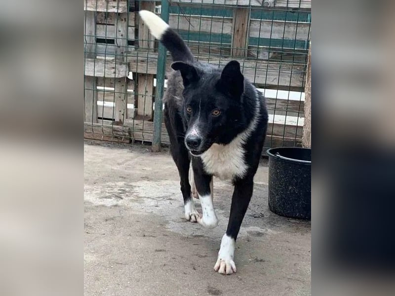 ⭐️COBI⭐️, Rüde, 7 Jahre, 50 cm, Mischling, Tierschutz