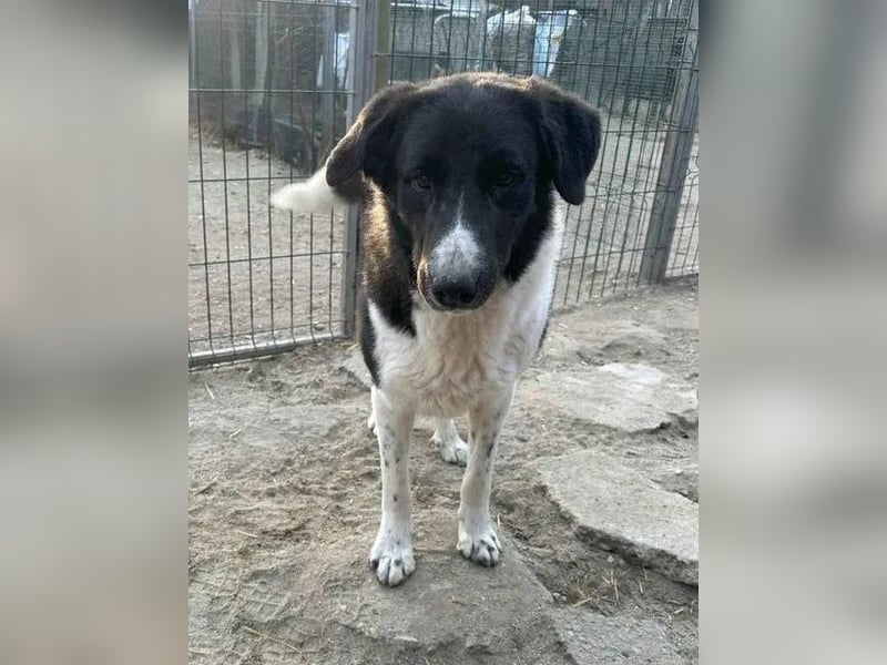 ⭐️CASS⭐️, Rüde, 2,5 Jahre, 48 cm, Mischling, Tierschutz