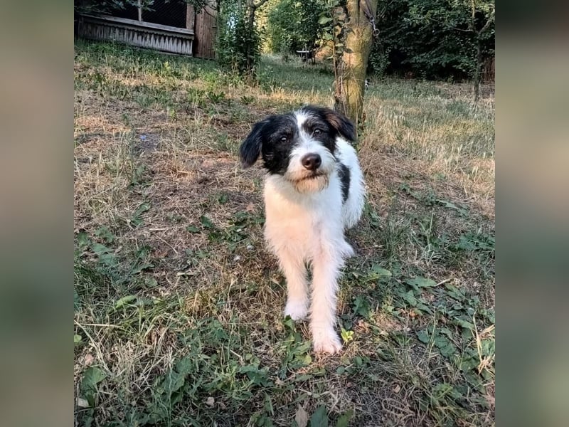 Elmo Tierschutzhund sucht ein Zuhause