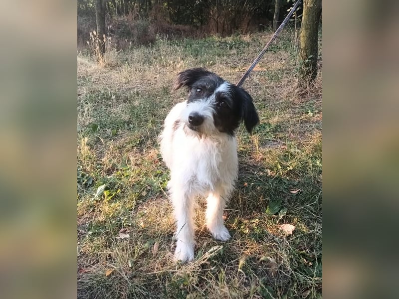 Elmo Tierschutzhund sucht ein Zuhause