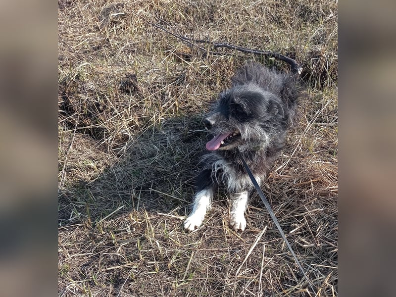 Bosco – was für ein toller Schatz, 5 Jahre alt