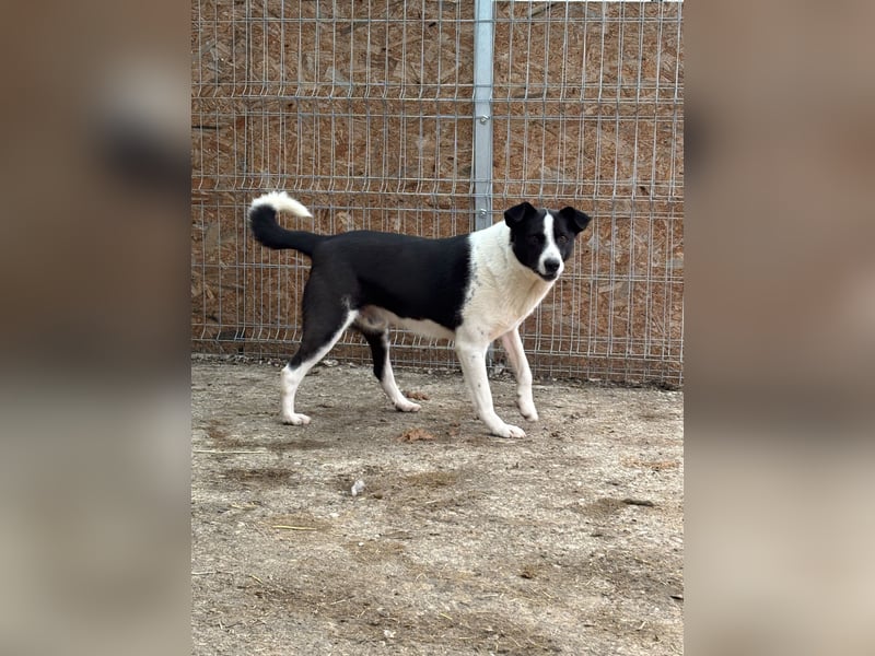 PANDA, Rüde, 3 Jahre, 45 cm, Mischling, Tierschutz