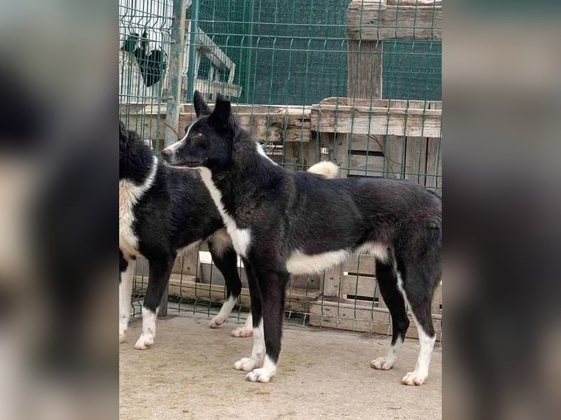 ⭐️CODI⭐️, Rüde, 7 Jahre, 54 cm, Mischling, Tierschutz