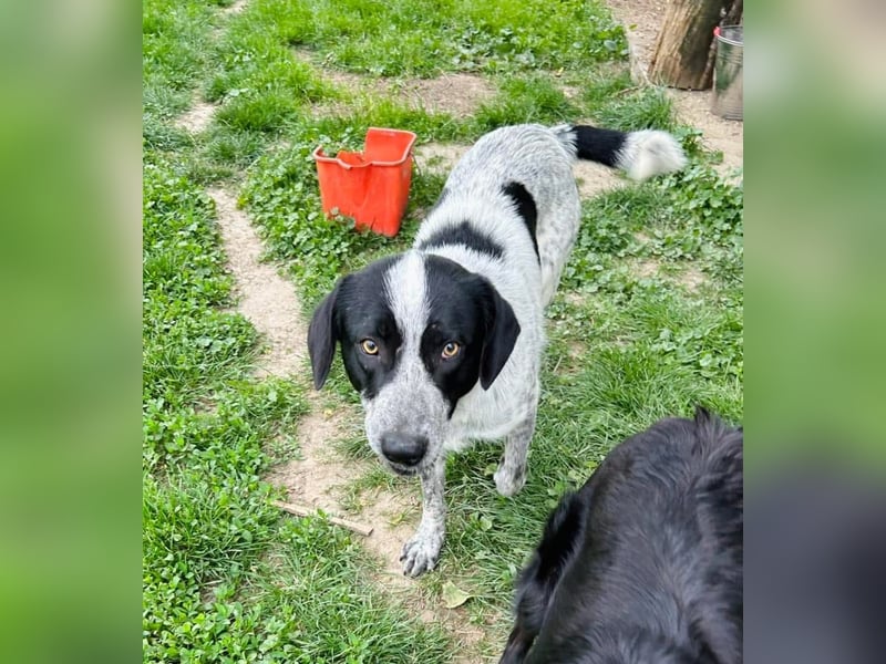 Pongo Tierschutzhund sucht ein Zuhause