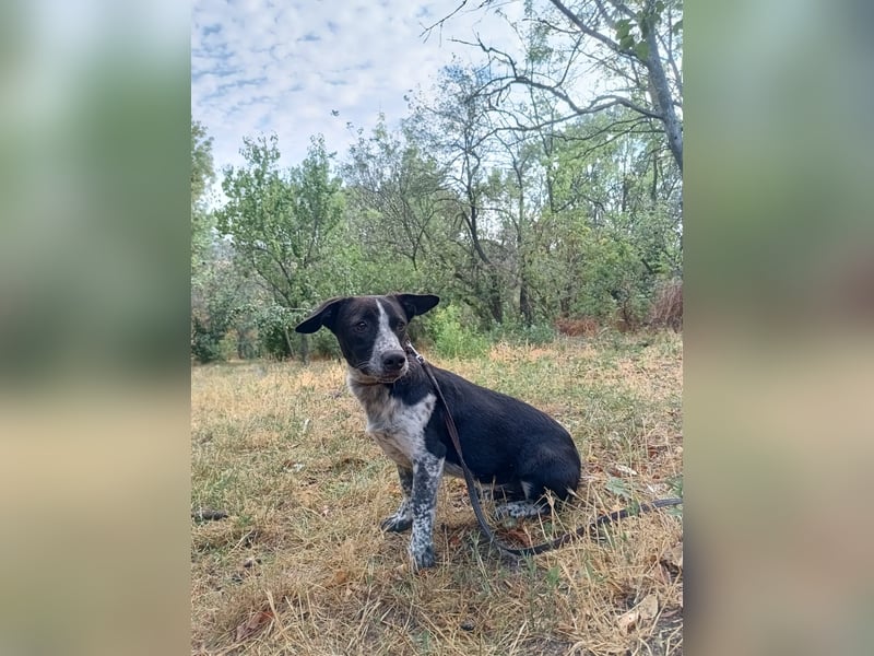 Cody Tierschutzhund sucht ein Zuhause