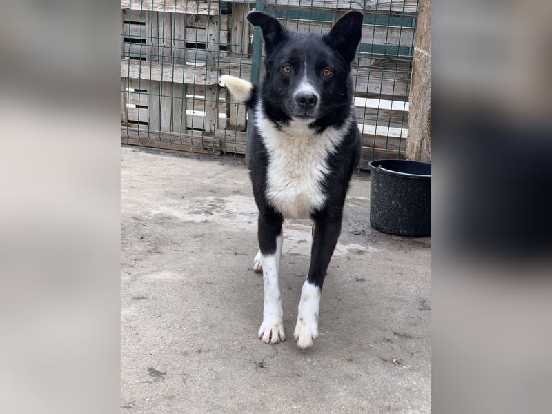 ⭐️COBI⭐️, Rüde mit Charme, 7 Jahre, 50 cm, Mischling, Tierschutz
