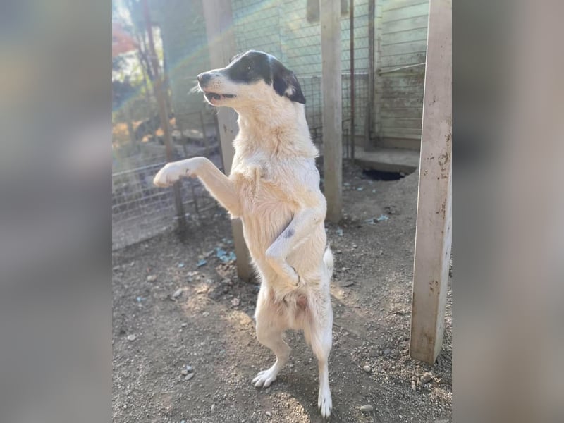 Jony Tierschutzhund sucht ein Zuhause