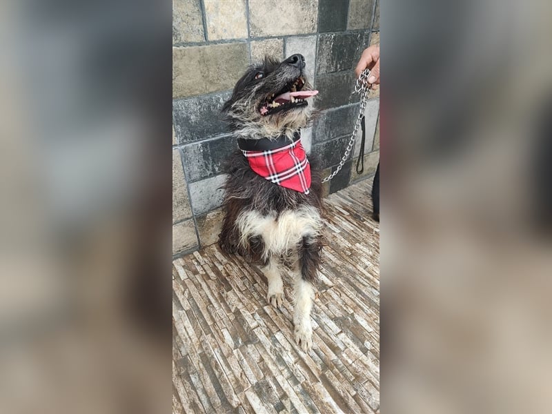 Bosco – was für ein toller Schatz, 5 Jahre alt