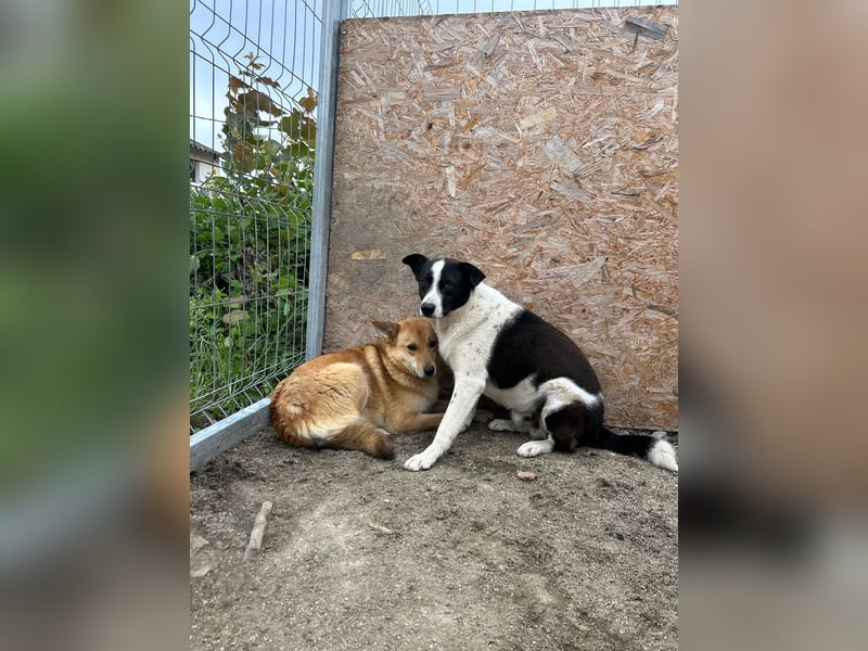 PANDA, Rüde, 3 Jahre, 45 cm, Mischling, Tierschutz
