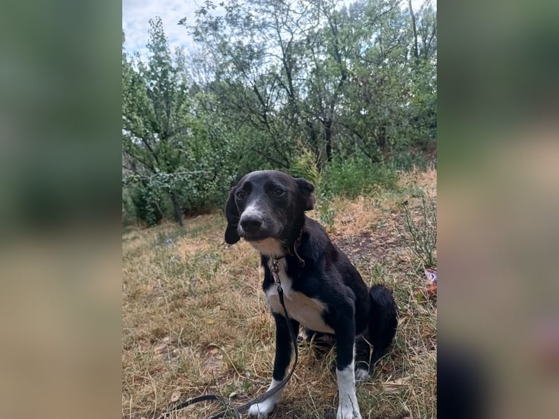 Collin Tierschutzhund sucht ein Zuhause