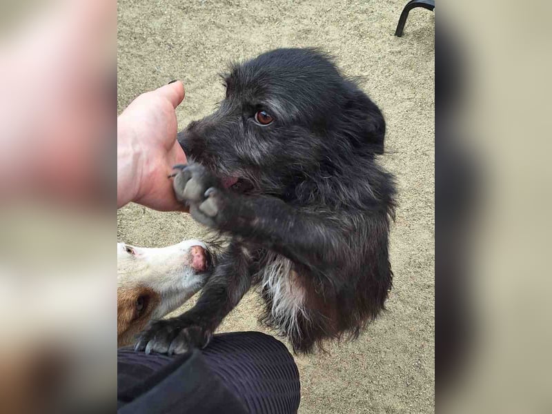 ⭐️BLACKY⭐️, Rüde, 1,5 Jahre, 30 cm, Mischling, Tierschutz