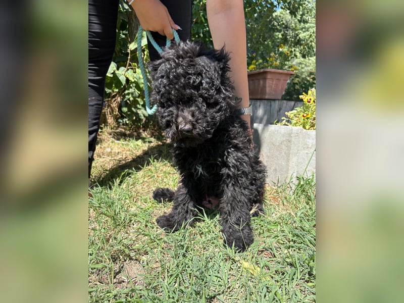Der kleine Brando sucht ein Zuhause