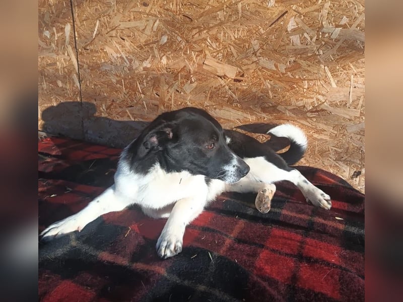 Micky Tierschutzhund sucht ein Zuhause
