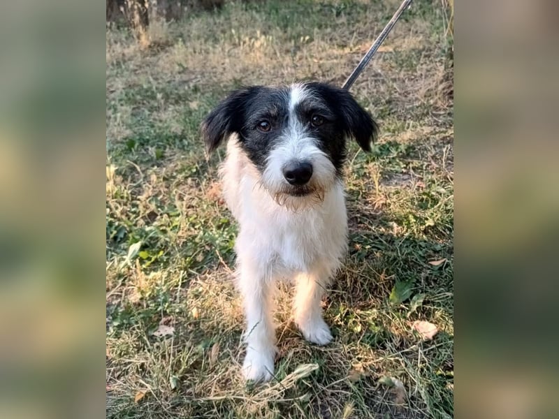 Elmo Tierschutzhund sucht ein Zuhause
