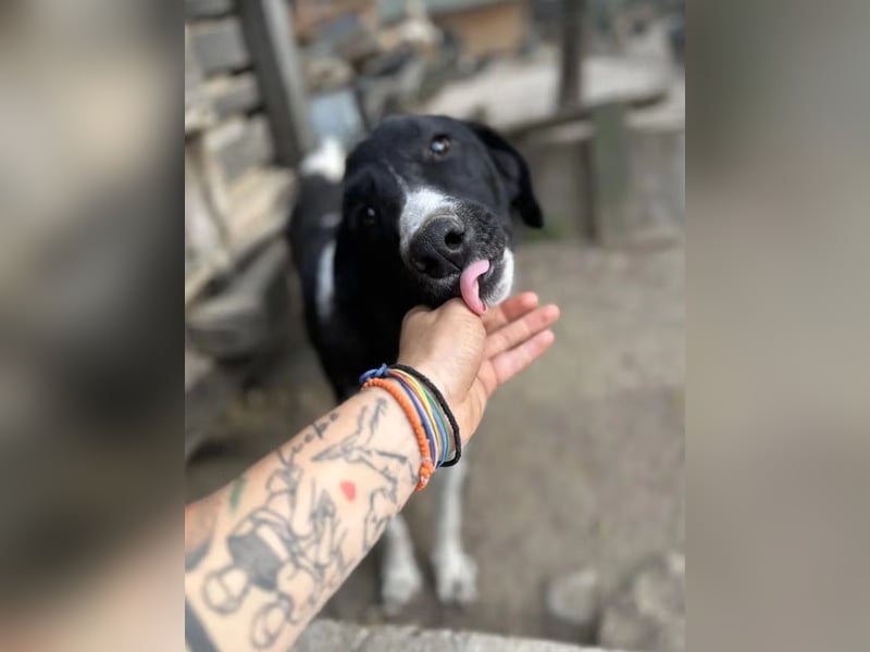 ⭐️CASS⭐️, Rüde, 2,5 Jahre, 48 cm, Mischling, Tierschutz