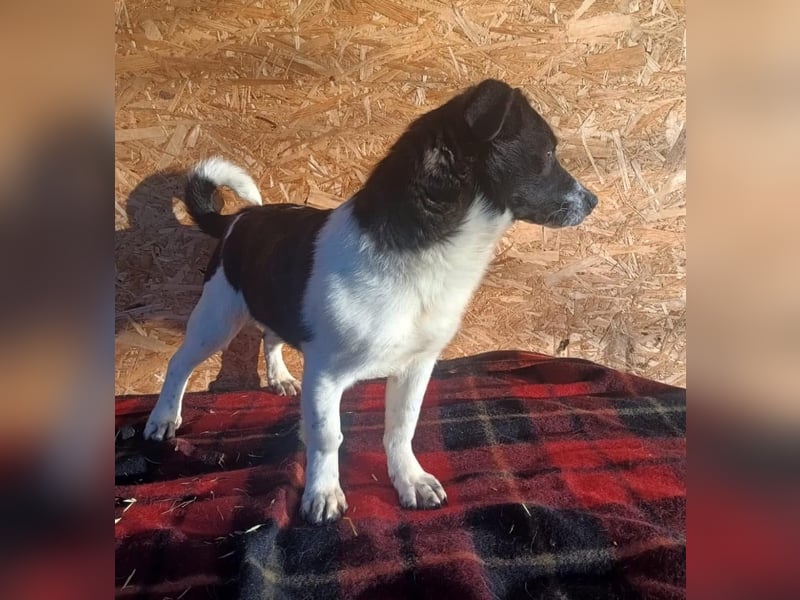 Micky Tierschutzhund sucht ein Zuhause