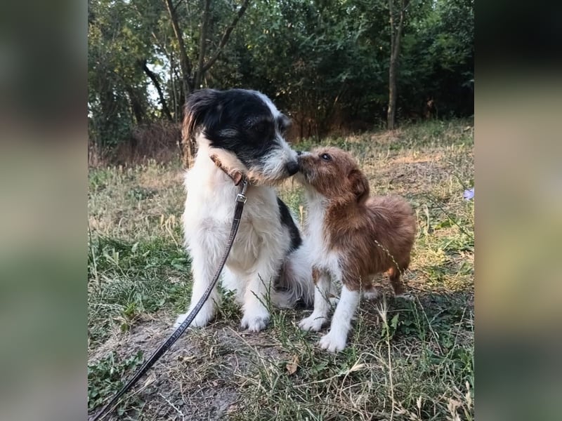 Elmo Tierschutzhund sucht ein Zuhause