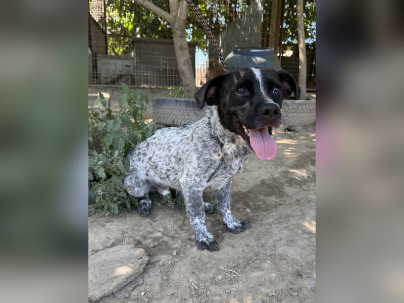 Rocky - sitzt verzweifelt im Tierheim