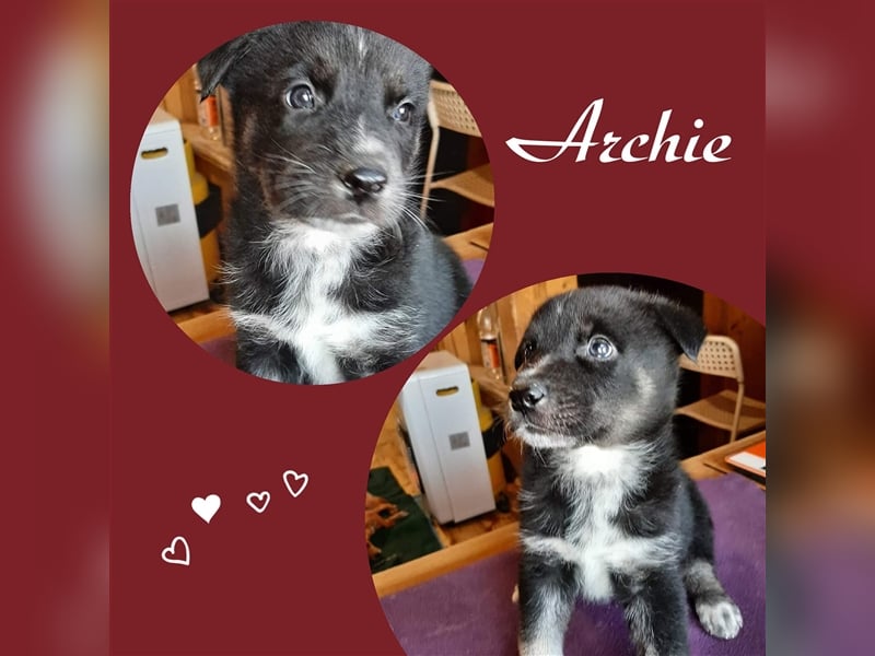Der süße Archie stellt sich vor