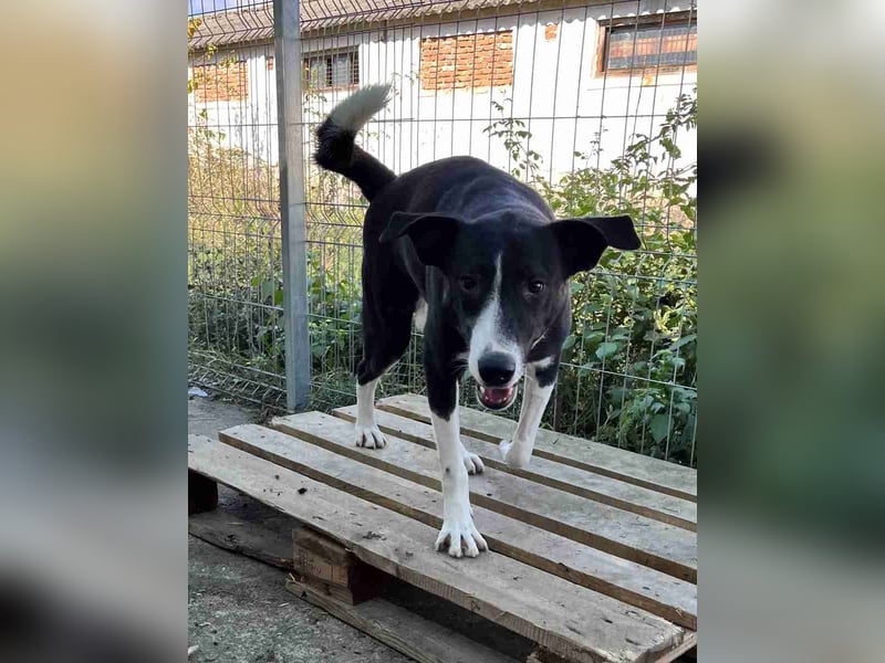 YASIN, Rüde, 1,5 Jahre, 55 cm, Mischling, Tierschutz