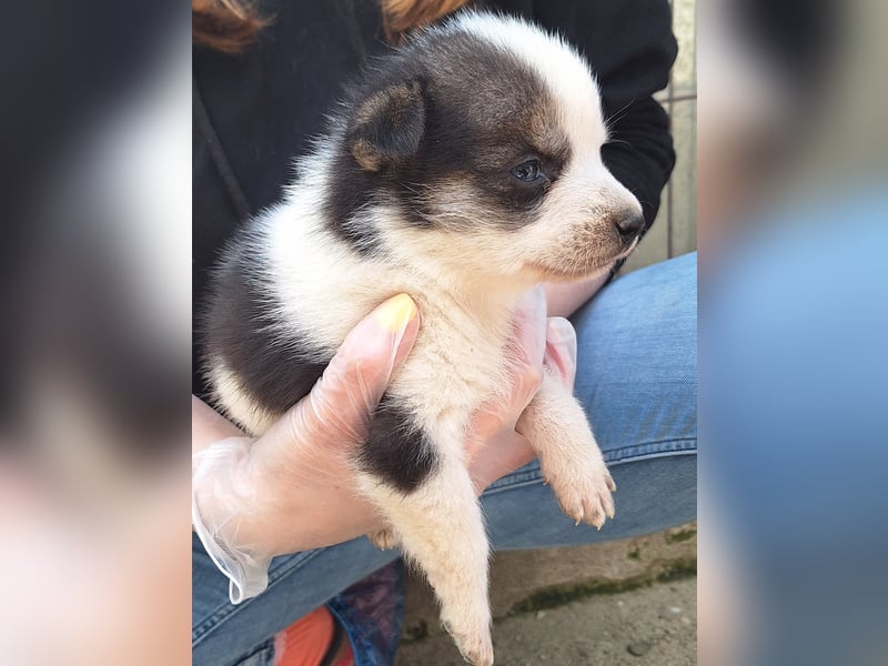 PICCOLO, Rüde, 3,5 Monate, 27 cm, Mischling, Tierschutz